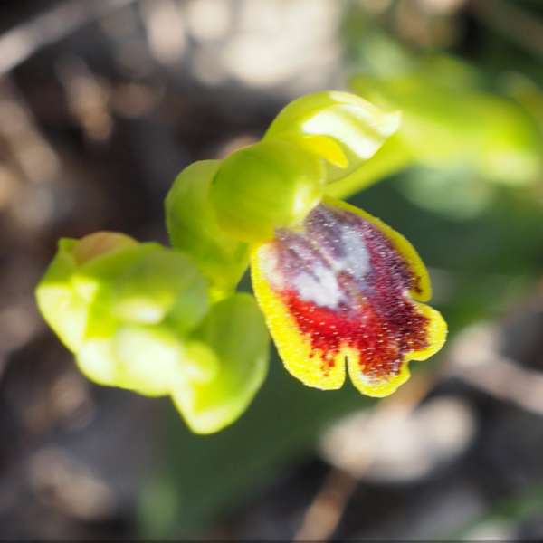 Ophrys marmorata